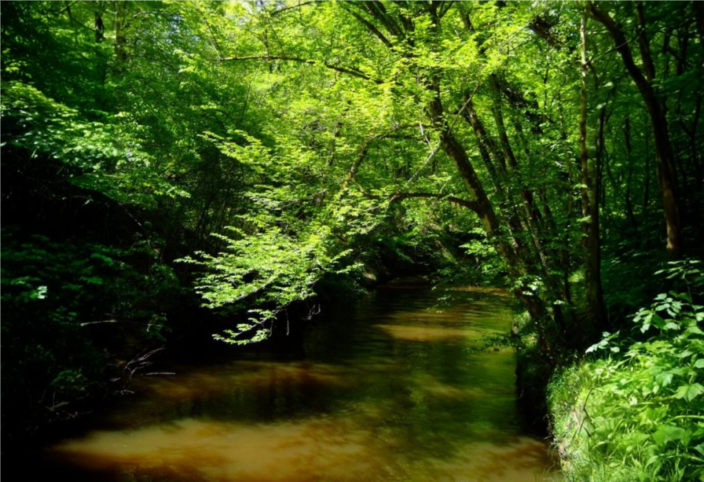 Voici la plus vieille forêt de France, quelle est son secret 1