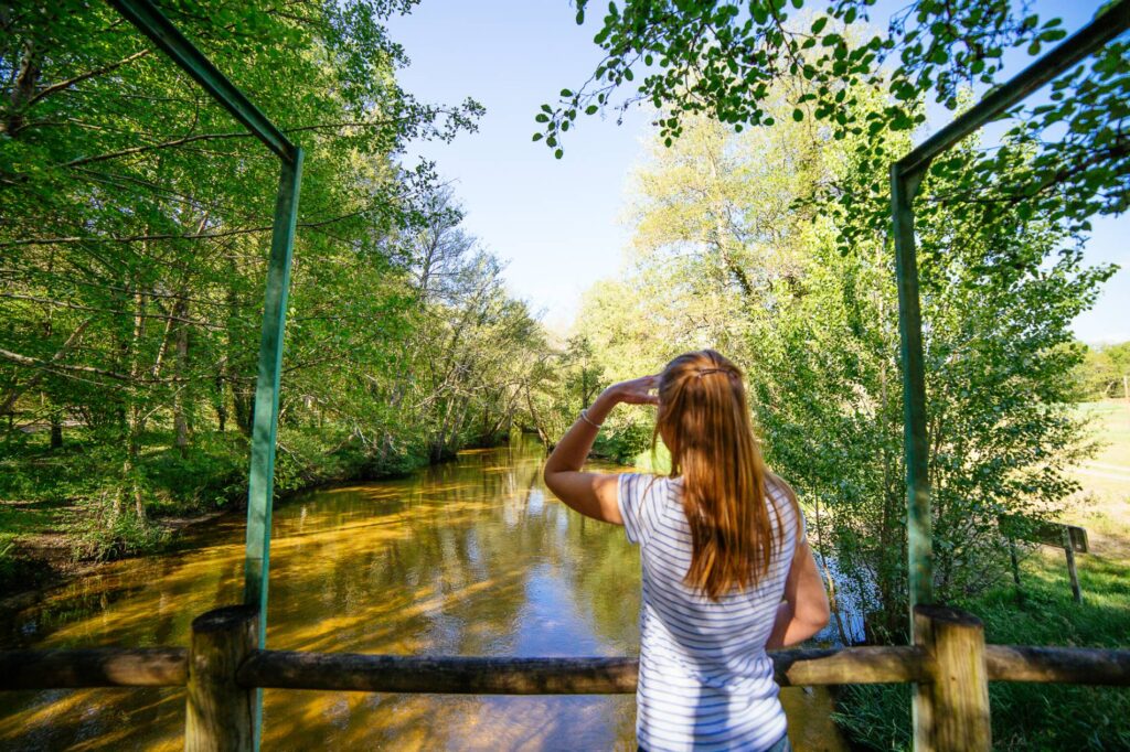 Voici la plus vieille forêt de France, quelle est son secret 2