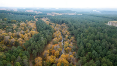 Voici la plus vieille forêt de France, quelle est son secret