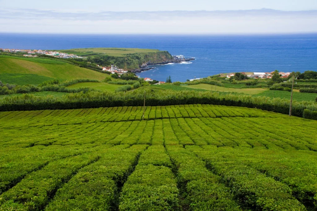 Découverte Quelle est cette île portugaise qui cachent les uniques plantations de thé en Europe 2