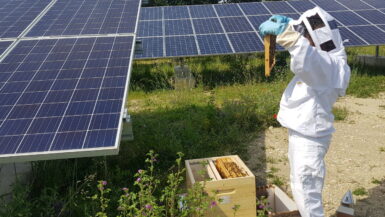Des abeilles et des panneaux solaires Urban Grid invente la ferme énergétique du futur