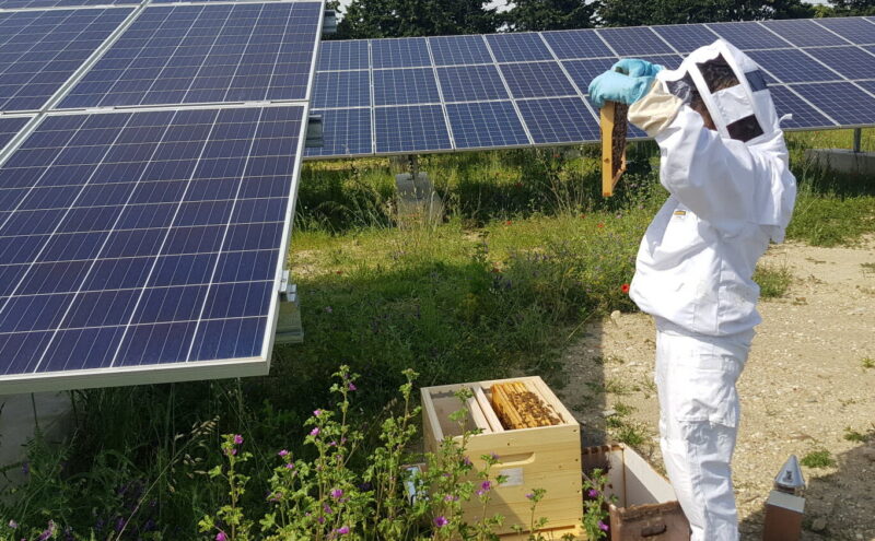 Des abeilles et des panneaux solaires Urban Grid invente la ferme énergétique du futur