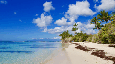 Paradis tropical sable blanc, cocotiers et lagon cristallin pour une escapade inoubliable aux Caraïbes